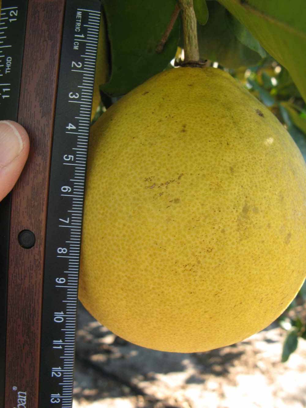              Fruit (Nakon, Winter Haven, FL)       